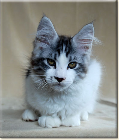 hodowla kotw rasy Maine Coon Villa Park*PL