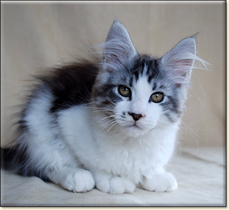 hodowla kotw rasy Maine Coon Villa Park*PL