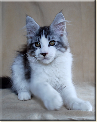 hodowla kotw maine coon Villa Park*PL