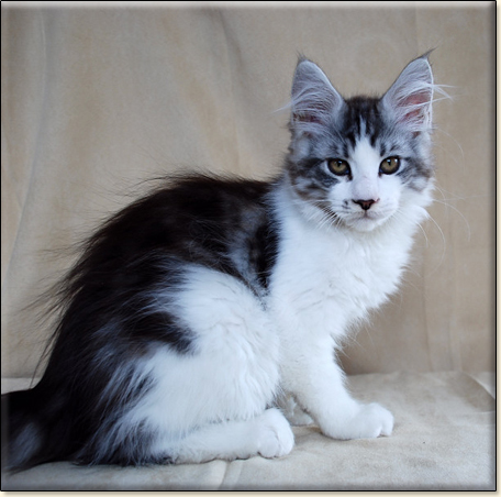 maine coon cattery Villa Park*PL