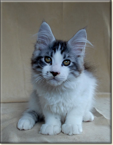 hodowla kotw rasy Maine Coon Villa Park*PL