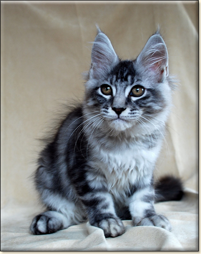 hodowla kotw rasy Maine Coon Villa Park*PL