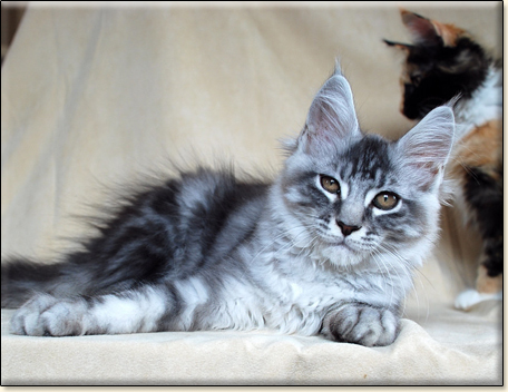 hodowla kotw rasy Maine Coon Villa Park*PL