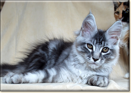 hodowla kotw maine coon Villa Park*PL