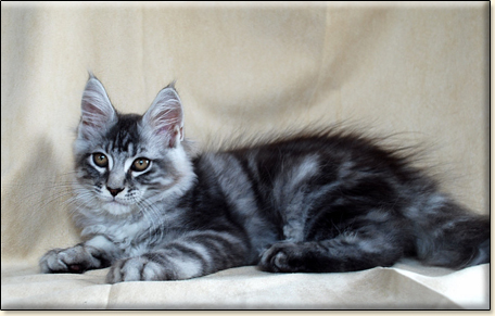 Maine Coon cattery Villa Park*PL