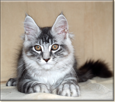 hodowla kotw rasy Maine Coon Villa Park*PL