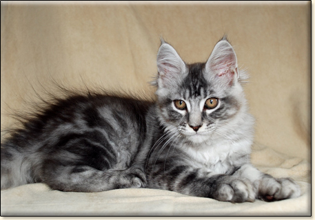 hodowla kotw maine coon Villa Park*PL