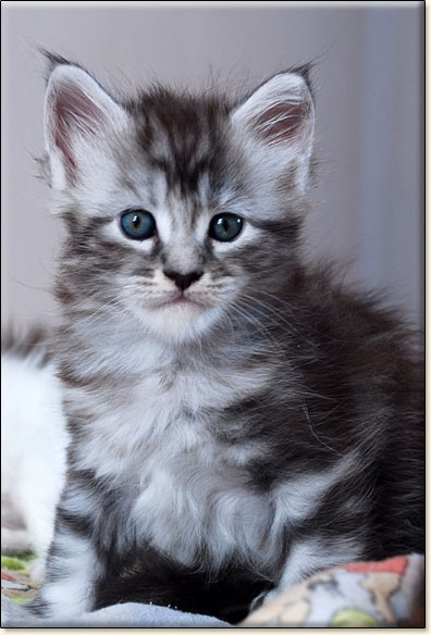 hodowla kotw rasy Maine Coon Villa Park*PL