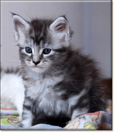 hodowla kotw maine coon Villa Park*PL