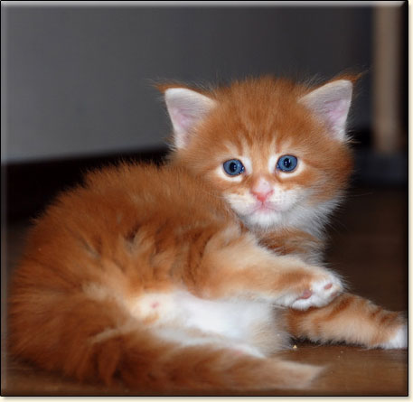 hodowla kotw rasy Maine Coon Villa Park*PL