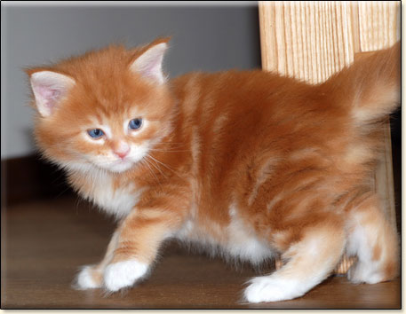 hodowla kotw maine coon Villa Park*PL