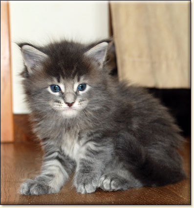 maine coon cattery Villa Park*PL