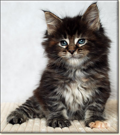 hodowla kotw rasy Maine Coon Villa Park*PL