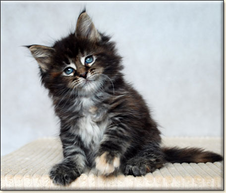 hodowla kotw rasy Maine Coon Villa Park*PL