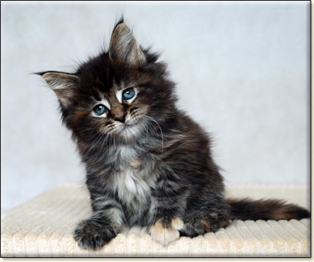 hodowla kotw maine coon Villa Park*PL