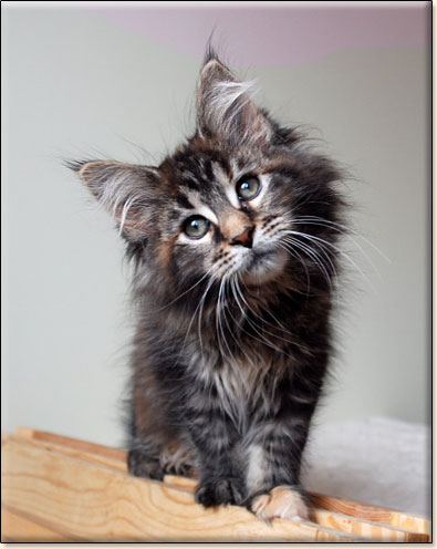 maine coon cattery Villa Park*PL