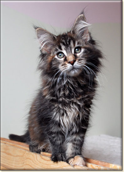 hodowla kotw rasy Maine Coon Villa Park*PL