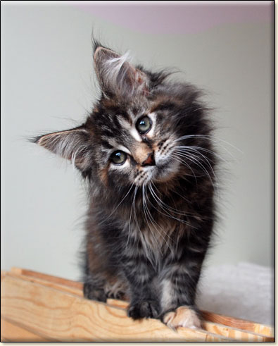 hodowla kotw maine coon Villa Park*PL