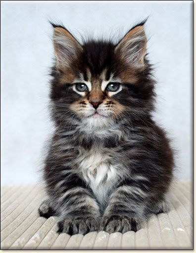 hodowla kotw rasy Maine Coon Villa Park*PL