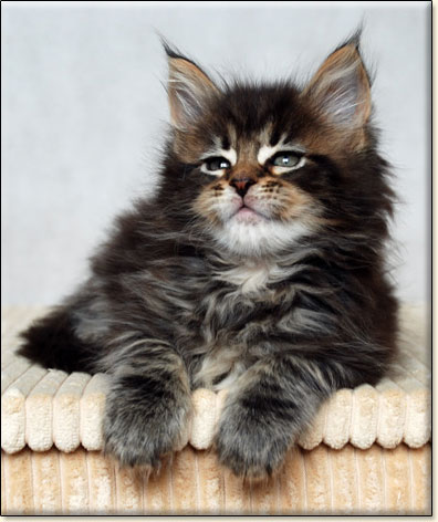 hodowla kotw maine coon Villa Park*PL