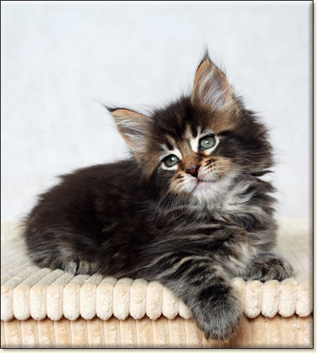 Maine Coon cattery Villa Park*PL