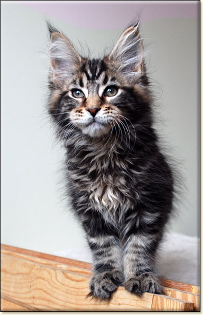 maine coon cattery Villa Park*PL