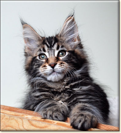 hodowla kotw rasy Maine Coon Villa Park*PL