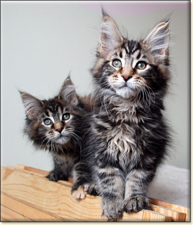 hodowla kotw maine coon Villa Park*PL