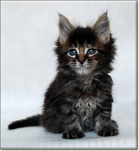 hodowla kotw rasy Maine Coon Villa Park*PL