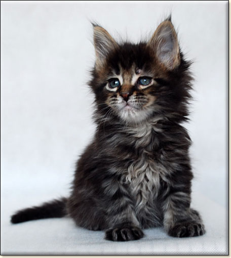 hodowla kotw rasy Maine Coon Villa Park*PL