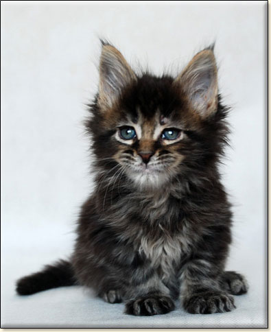 hodowla kotw maine coon Villa Park*PL