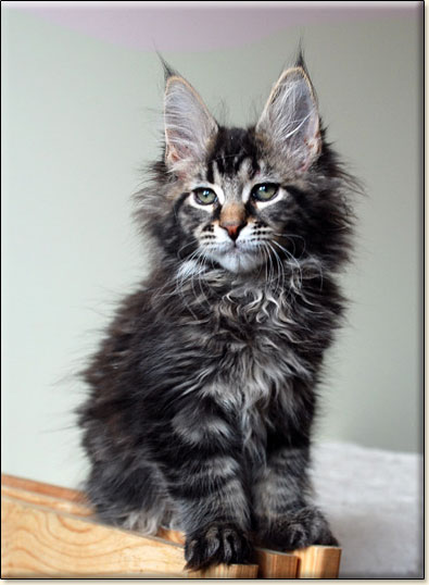 Maine Coon cattery Villa Park*PL