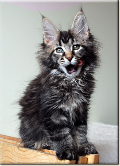 maine coon cattery Villa Park*PL