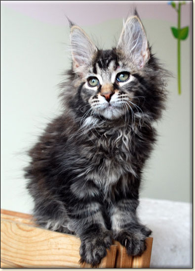 hodowla kotw rasy Maine Coon Villa Park*PL