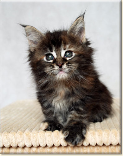 hodowla kotw rasy Maine Coon Villa Park*PL