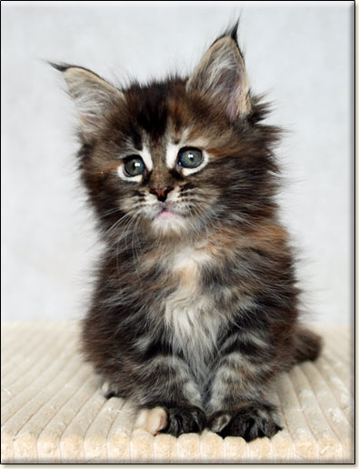 hodowla kotw maine coon Villa Park*PL