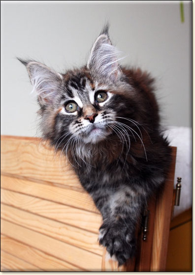 Maine Coon cattery Villa Park*PL