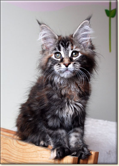 maine coon cattery Villa Park*PL