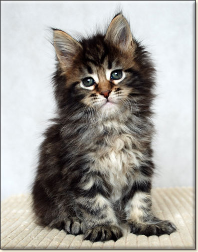 hodowla kotw rasy Maine Coon Villa Park*PL