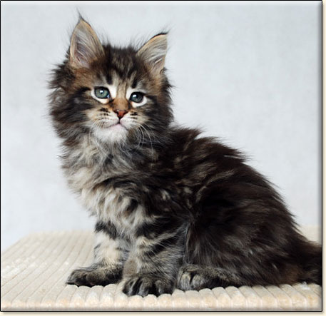 hodowla kotw rasy Maine Coon Villa Park*PL