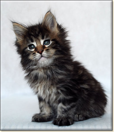 hodowla kotw maine coon Villa Park*PL