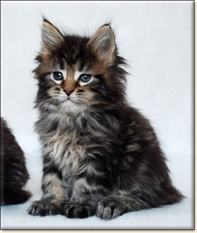 Maine Coon cattery Villa Park*PL