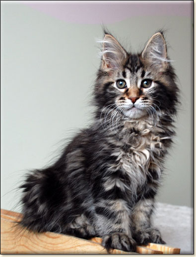 maine coon cattery Villa Park*PL