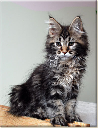 hodowla kotw rasy Maine Coon Villa Park*PL