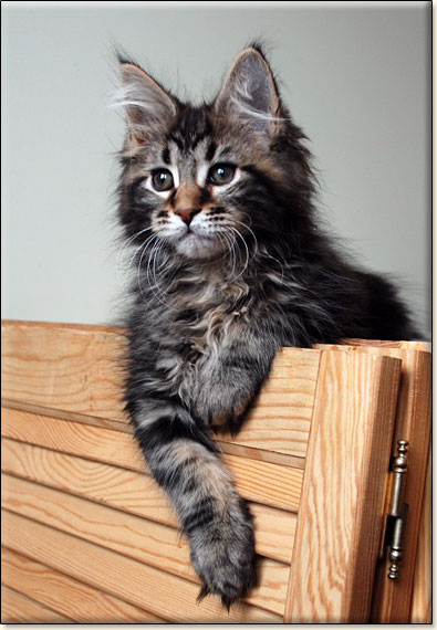 hodowla kotw maine coon Villa Park*PL