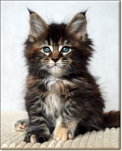 hodowla kotw rasy Maine Coon Villa Park*PL