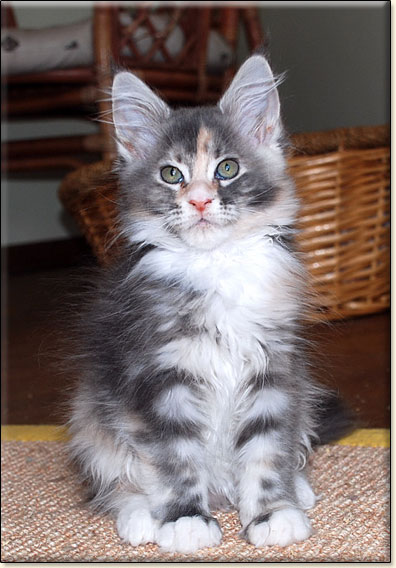 hodowla kotw rasy Maine Coon Villa Park*PL