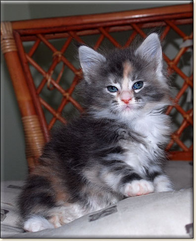 hodowla kotw maine coon Villa Park*PL