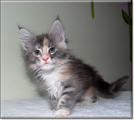 hodowla kotw maine coon Villa Park*PL