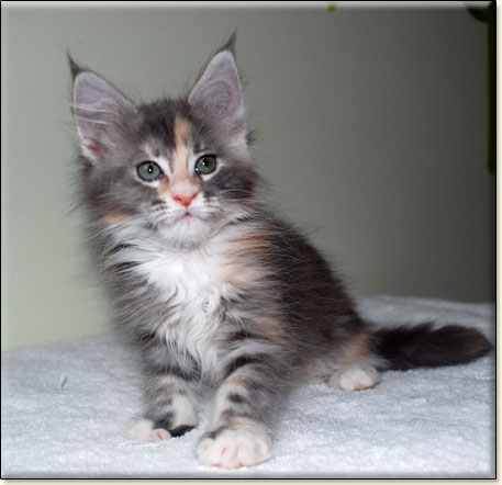 hodowla kotw rasy Maine Coon Villa Park*PL